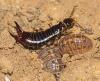 Euborellia sp.